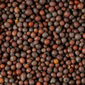 Mustard Seed