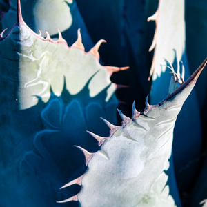 Agave