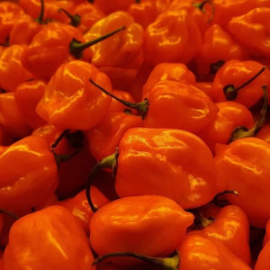 Habanero Peppers